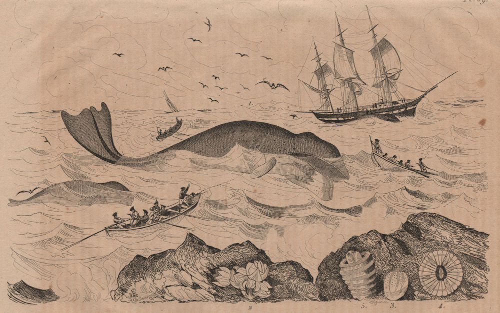 WHALING. Baleine (Whale). Balanes (Balanus/Barnacles) 1834 old antique print